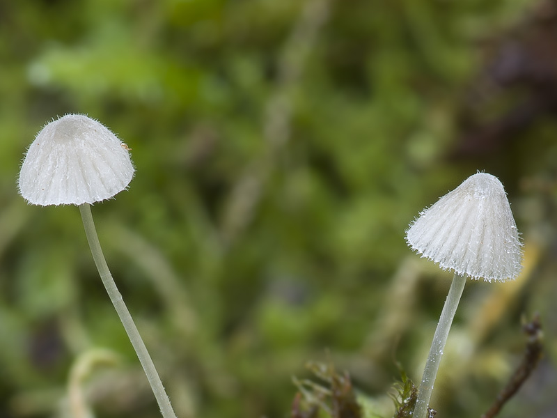 Mycena aciculata